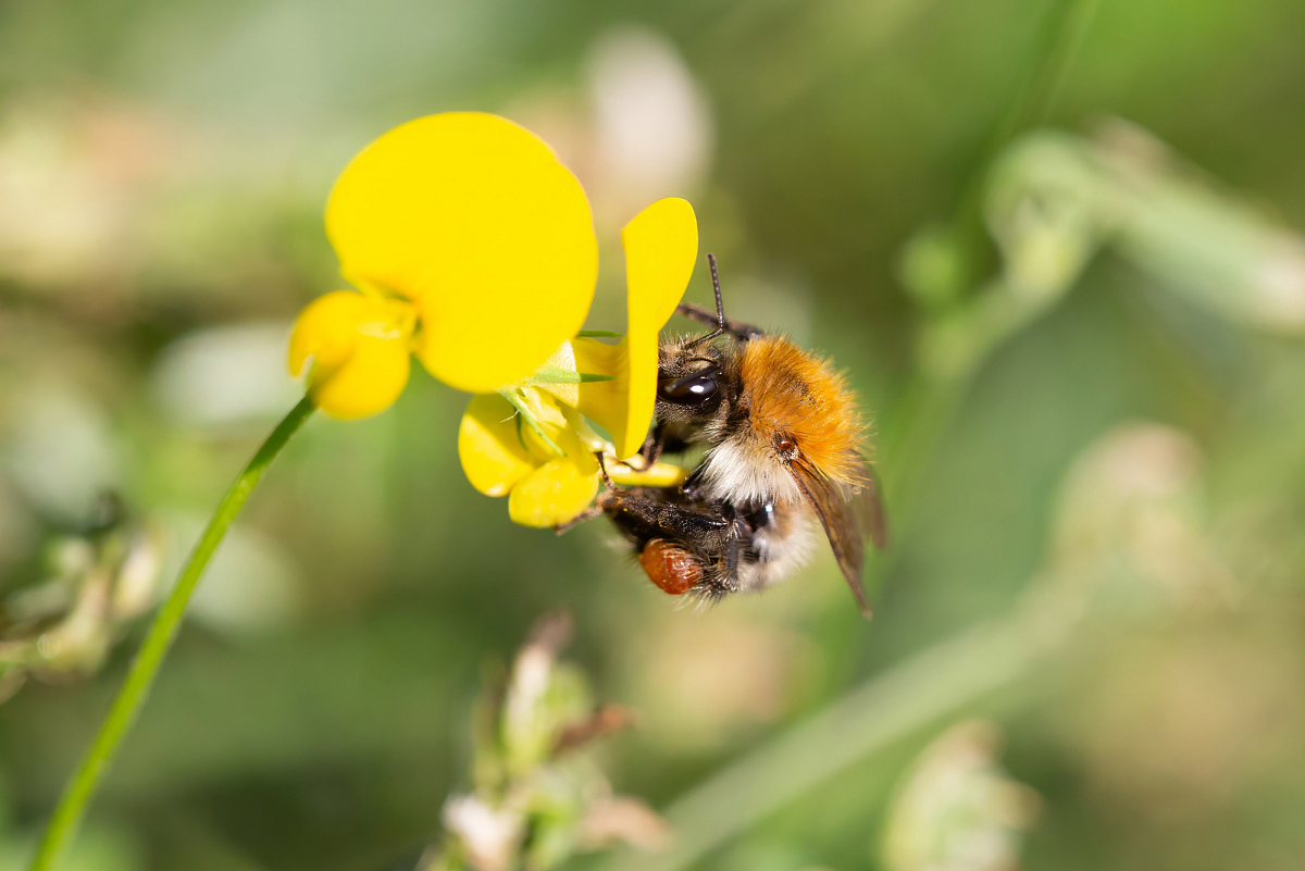 Insekten_und_Spinnen/IMG_2414_Ackerhummel_2000.jpg