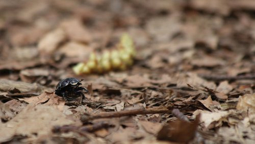 Insekten_und_Spinnen/IMG_2562-500px.jpg