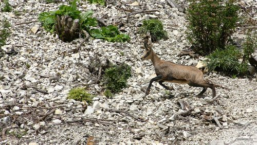 wild/IMG_5207-500px.jpg