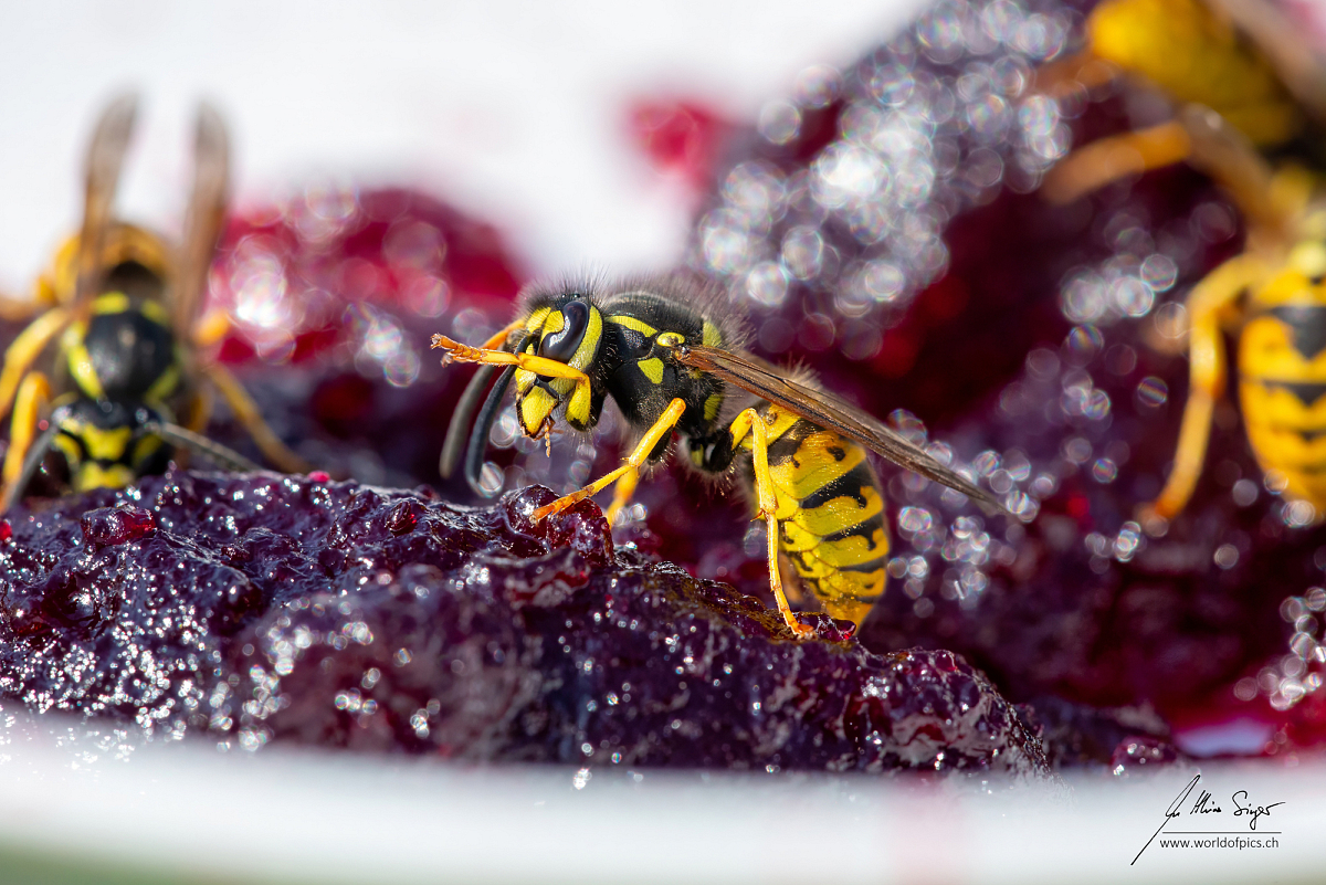 Insekten_und_Spinnen/IMG_7360_Wespe_2000px.jpg