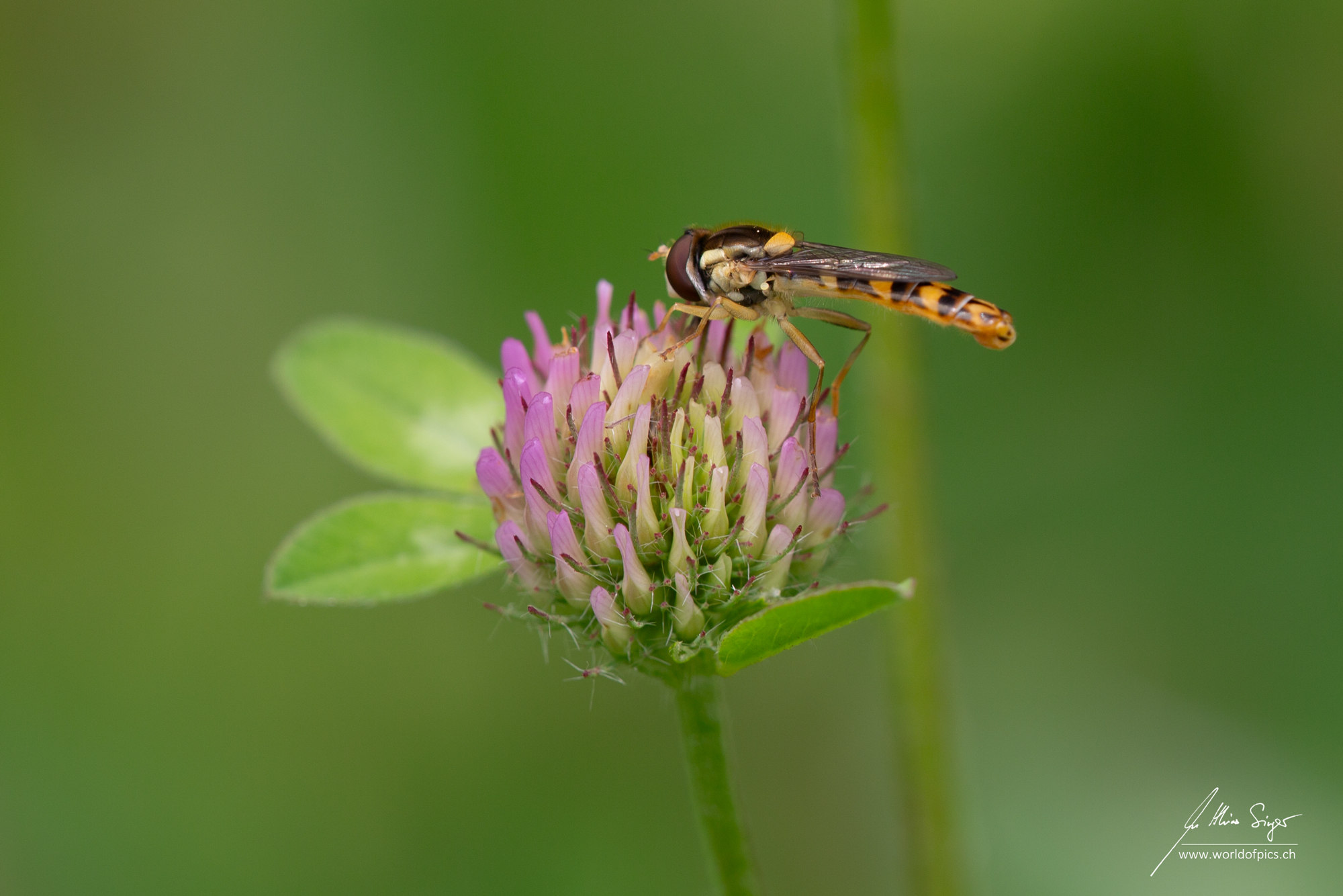 Schwebfliege auf einer Rotkleeblüte